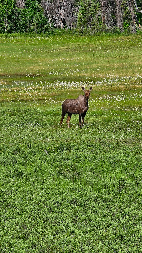 Alaskan Moose Photography Art | InYourBackyard