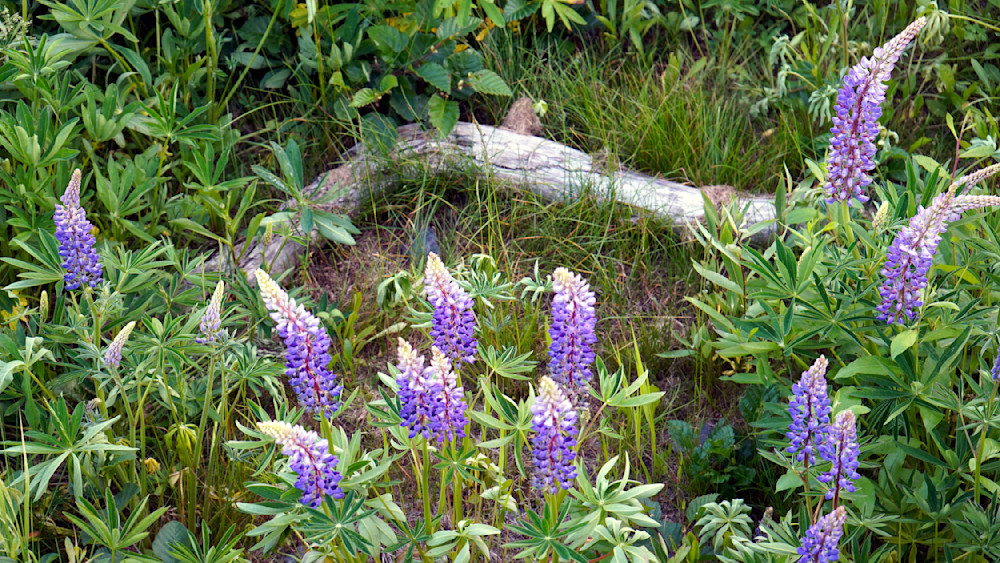 Among The Wildflowers In Denali National Park Photography Art | InYourBackyard