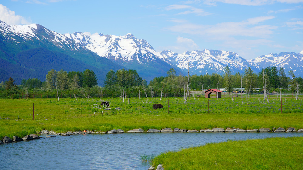 Bear In Valley Alaska Photography Art | InYourBackyard