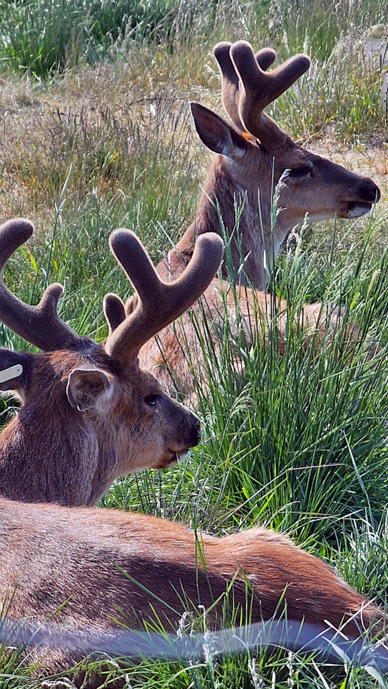 Deer In Alaska Chilling Photography Art | InYourBackyard