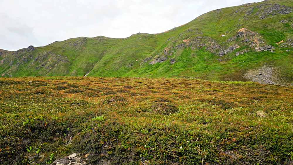 Denali National Park   Autumn Foilage Photography Art | InYourBackyard