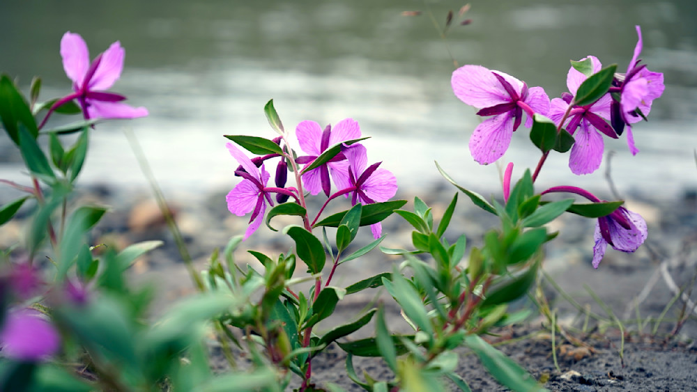 Dwarf Fireweed Flowers Along The River   Alaska Photography Art | InYourBackyard