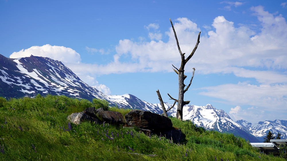 Lone Tree Mountain Range Photography Art | InYourBackyard