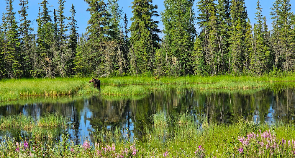 Moose Mom And Baby Alaska Photography Art | InYourBackyard