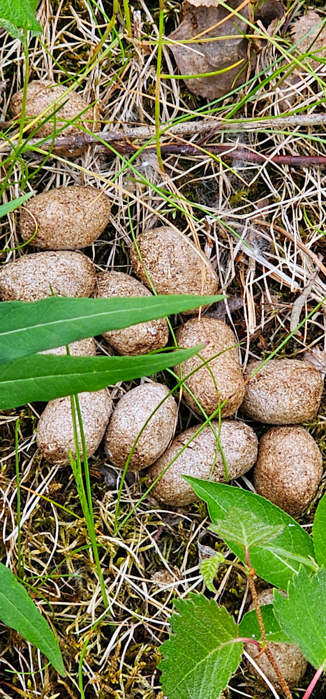 Moose Poop   Alaska Photography Art | InYourBackyard