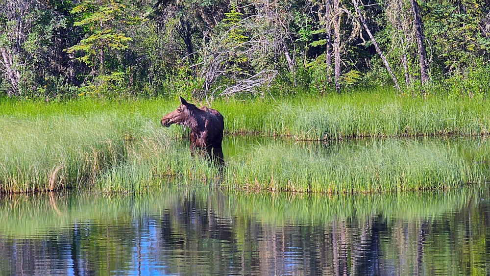 Moosey Mooserton In Alaska Photography Art | InYourBackyard