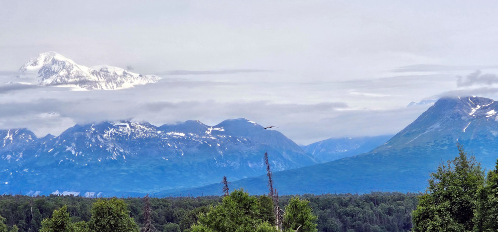 Mt Denali Eagle   Alaska Photography Art | InYourBackyard