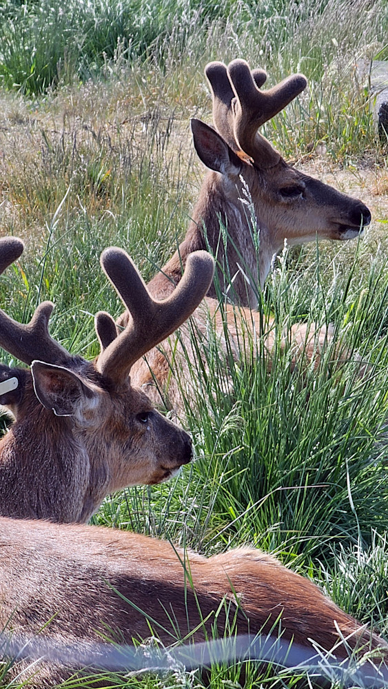 Mule Deer Photography Art | InYourBackyard