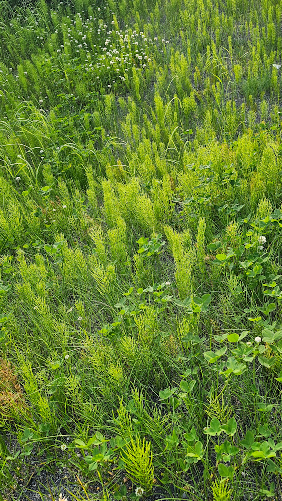 New Growth Alaska Photography Art | InYourBackyard