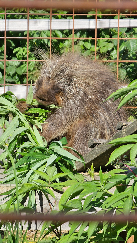 Porcupine In Alaska Photography Art | InYourBackyard