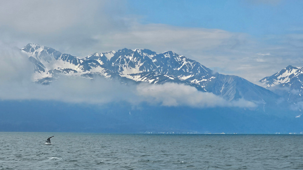 Seagul Flying Through Resurrection Bay Photography Art | InYourBackyard