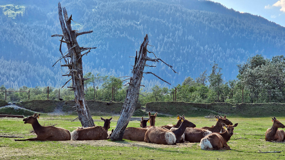 Rocky Mountain Elk In Alaska Photography Art | InYourBackyard