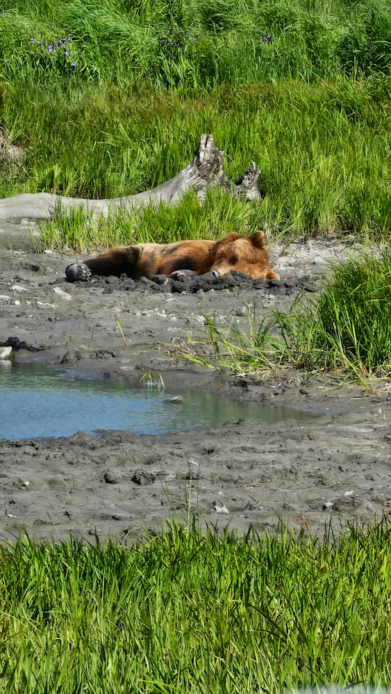 Sleepy Bear In Alaska Cooling Off Photography Art | InYourBackyard
