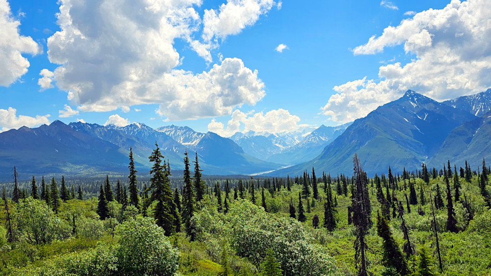Taiga Forest Alaskan Landscape Photography Art | InYourBackyard