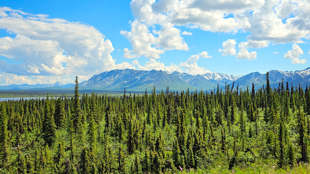 Taiga   Photography Art | InYourBackyard