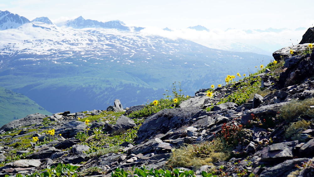 Thompson Pass Mountain Flowers Photography Art | InYourBackyard