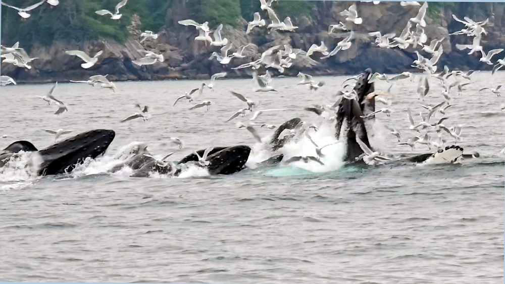 Whales Eating In Resurrection Bay   Seward Alaska Photography Art | InYourBackyard