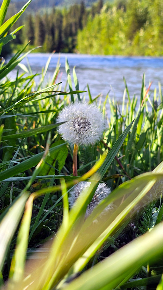 Wish In Alaska Photography Art | InYourBackyard