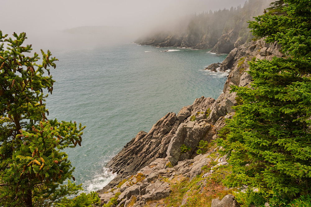 Peering out from the Trees - Coastal Photography from Maine