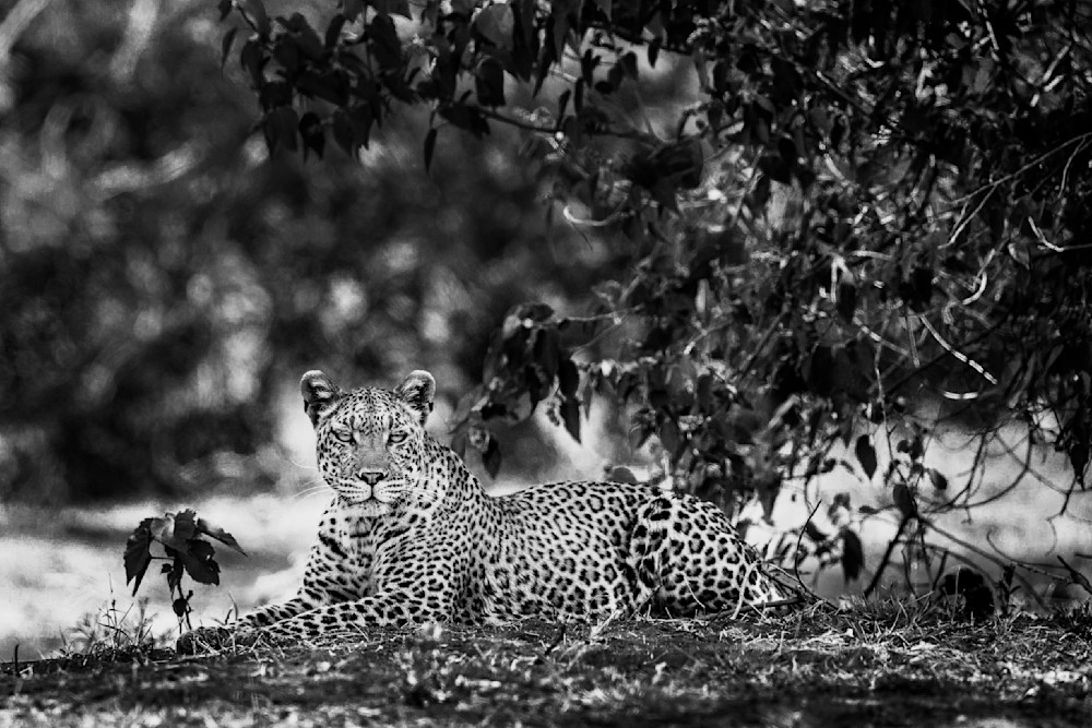 The Leopard’s Breath In Black And White Photography Art | Kevin Morris Photography USA