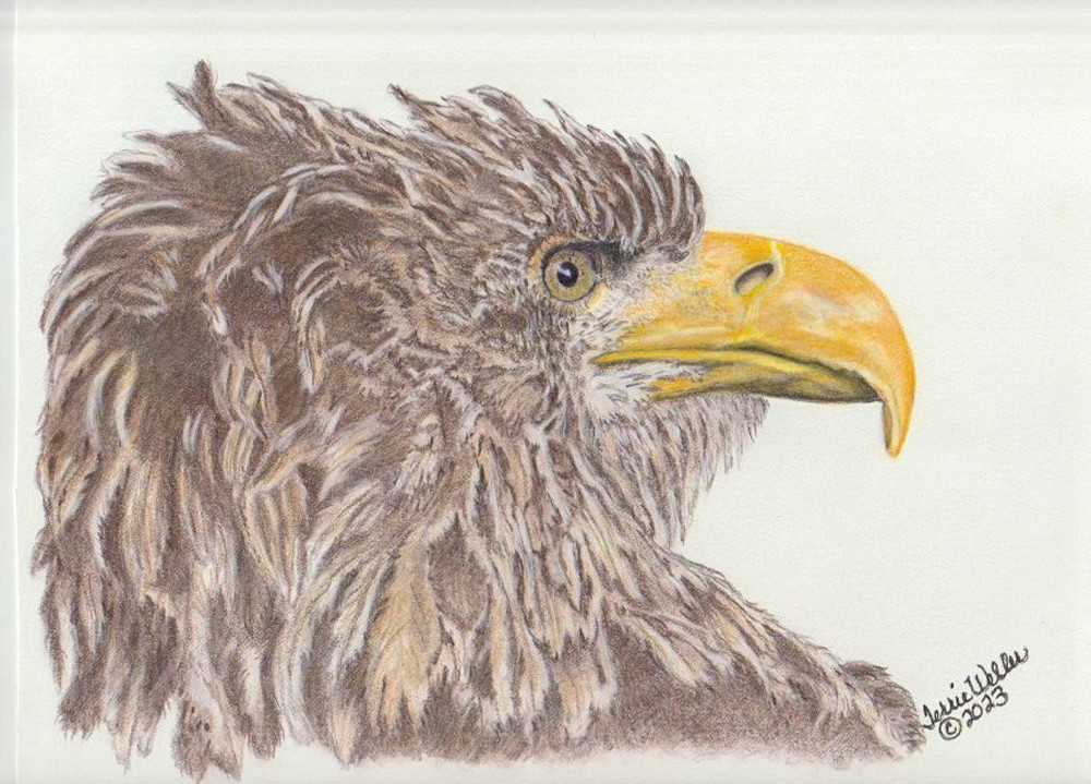 Golden Eagle Profile Art | Fine Art by Terrie D