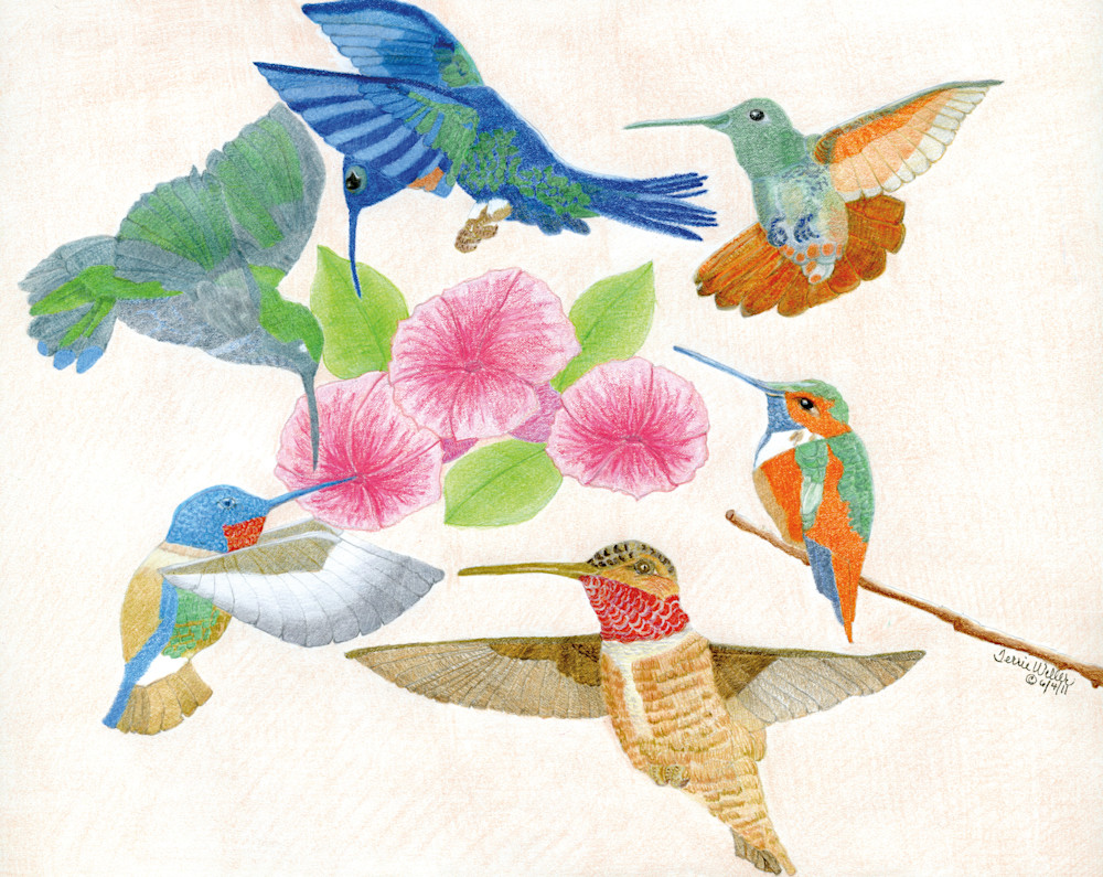Six Beautiful Hummingbirds Art | Fine Art by Terrie D