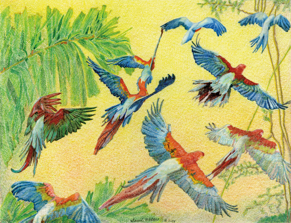Flying Parrots Art | Fine Art by Terrie D