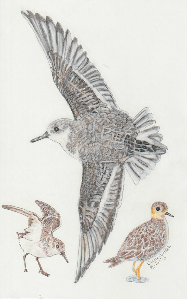 Three Sandpipers Logo Art | Fine Art by Terrie D