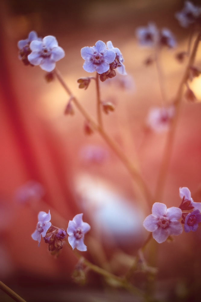 Petals of the Past – Fine Art Forget-Me-Not Photography by Janie Lynn