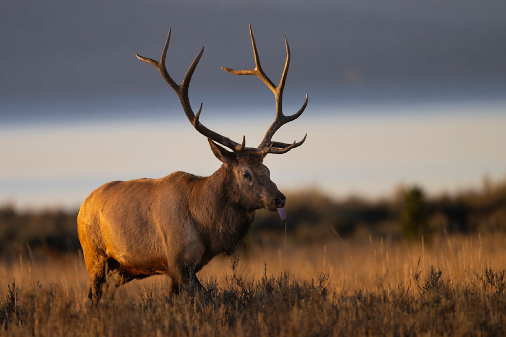 Elk Looking For A Mate Photography Art | Shabbir J Photography