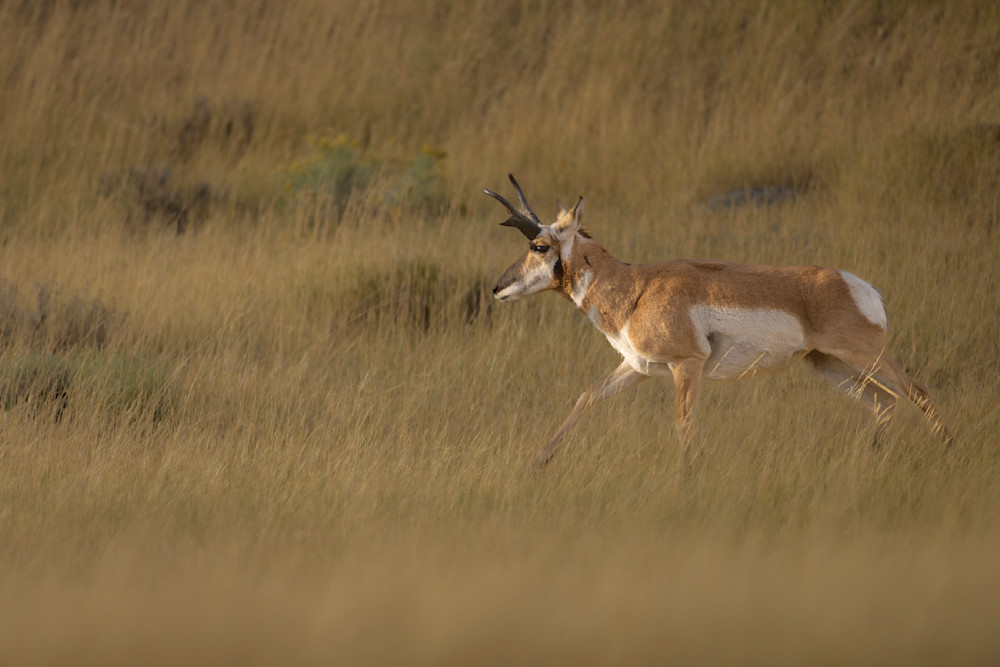 Pronghorn Photography Art | Shabbir J Photography