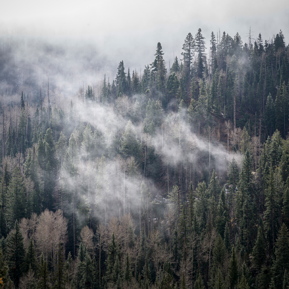 Misty Pines - Serene Landscape Photography