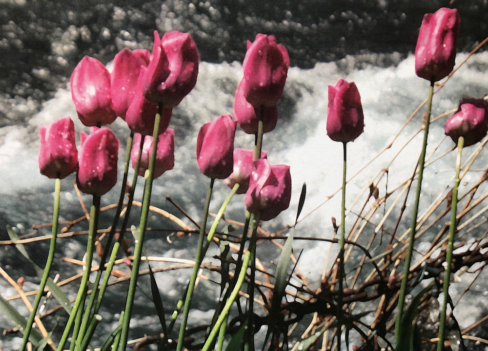 Tulips At Belknap Gardens Close Up Art | Fine Art by Terrie D