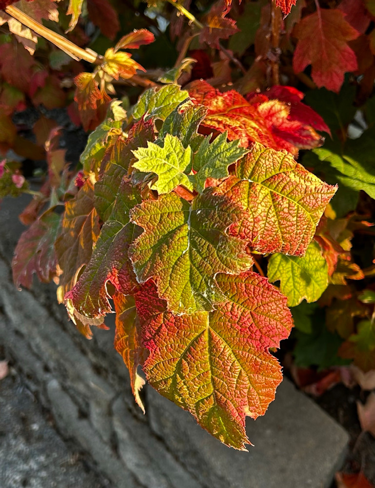 Autumn Leaves Art | Fine Art by Terrie D