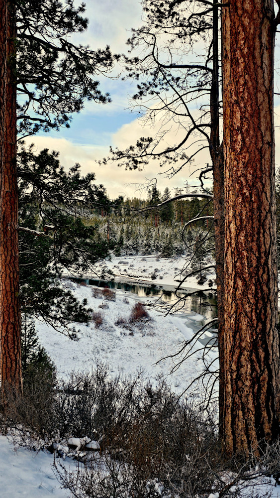 Deschutes River   Ponderosa Pines Photography Art | InYourBackyard
