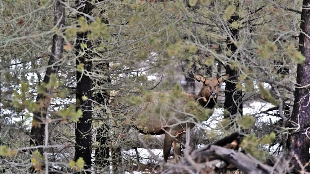 Elk Through Trees In Deschutes National Forest Photography Art | InYourBackyard