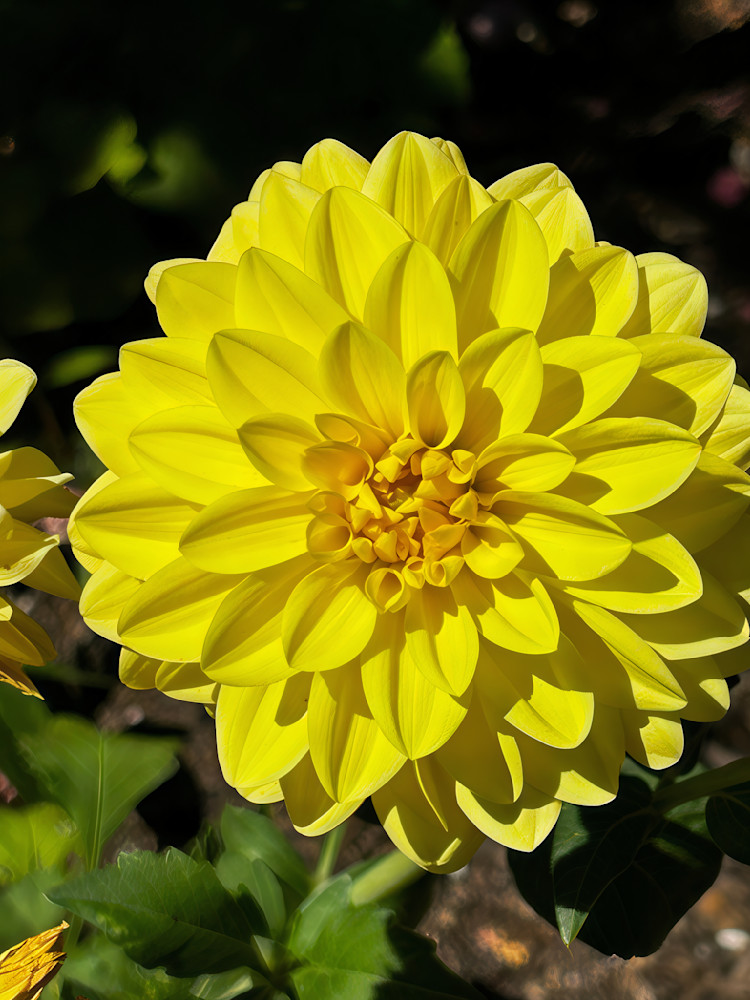 Yellow Sunshine Art | Fine Art by Terrie D