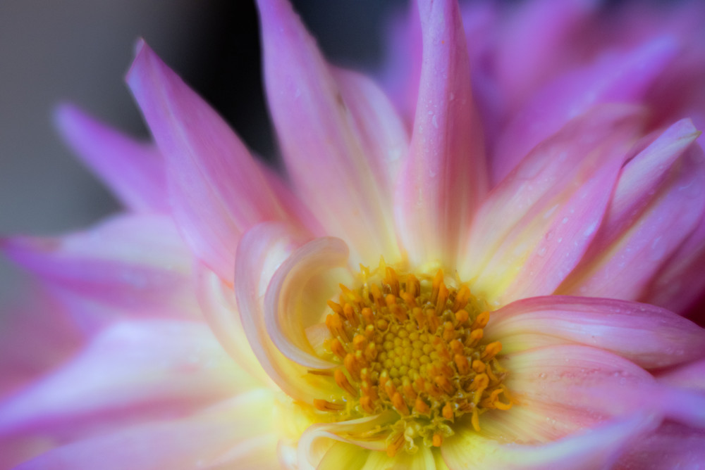 Mauve Starburst Photography Art | brubakerfineartphotography