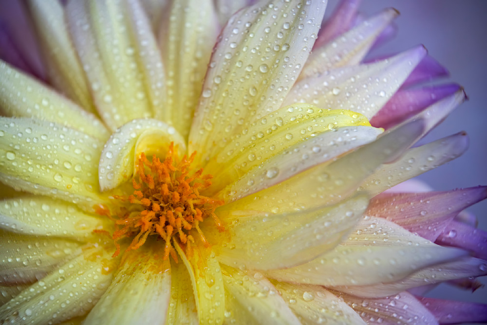 'dahlia Perfection' Photography Art | brubakerfineartphotography