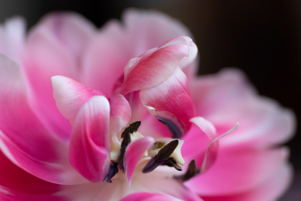 Feb Tulip 2024 Calendar Photography Art | brubakerfineartphotography