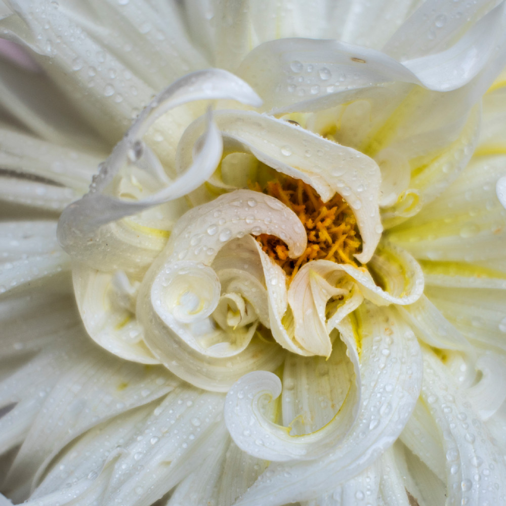 Curly Blonde Dahlia Photography Art | brubakerfineartphotography