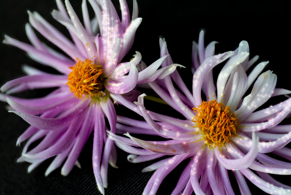 'double Starlight' Photography Art | brubakerfineartphotography