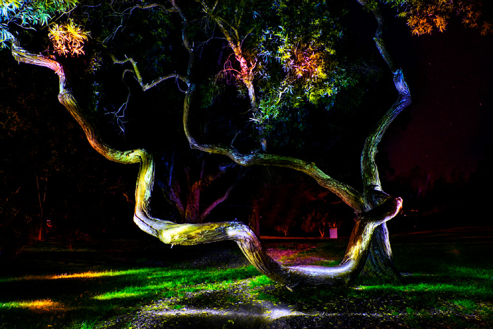 The Electric Tree Photography Art | ANASTASE PHOTOGRAPHY