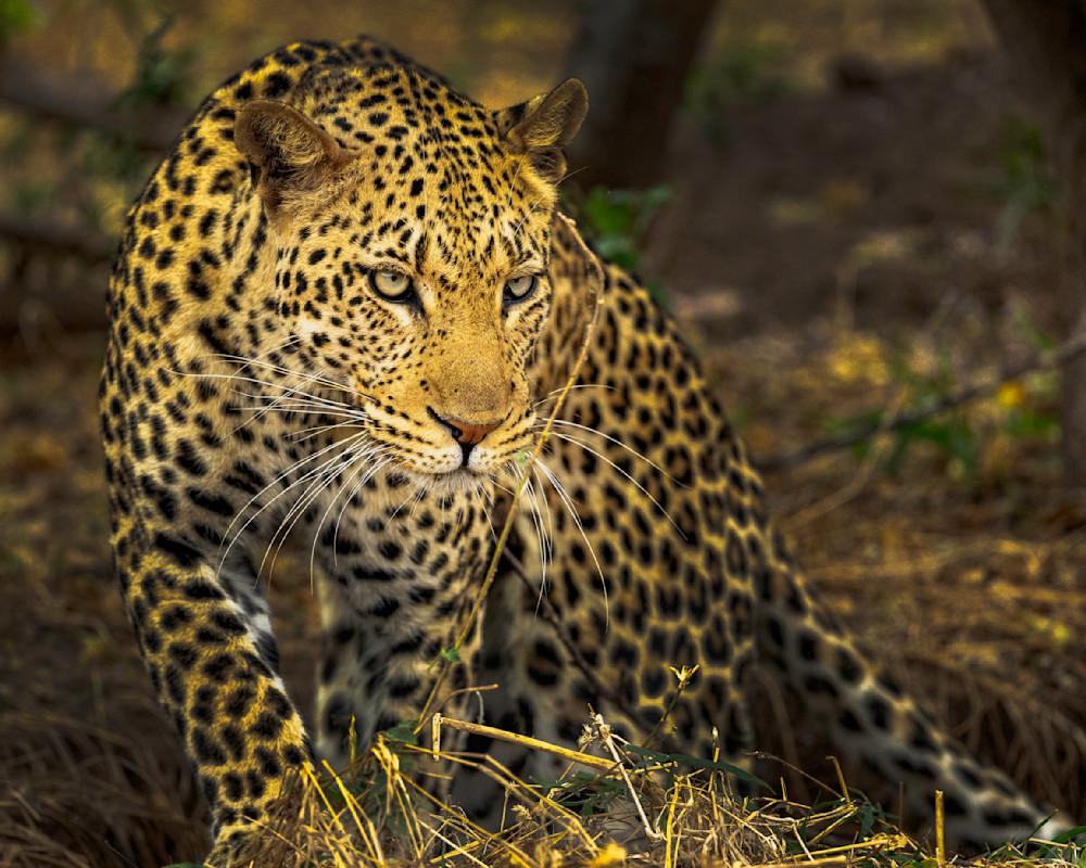 Eyes Of The Quiet Hunter Photography Art | Kevin Morris Photography USA