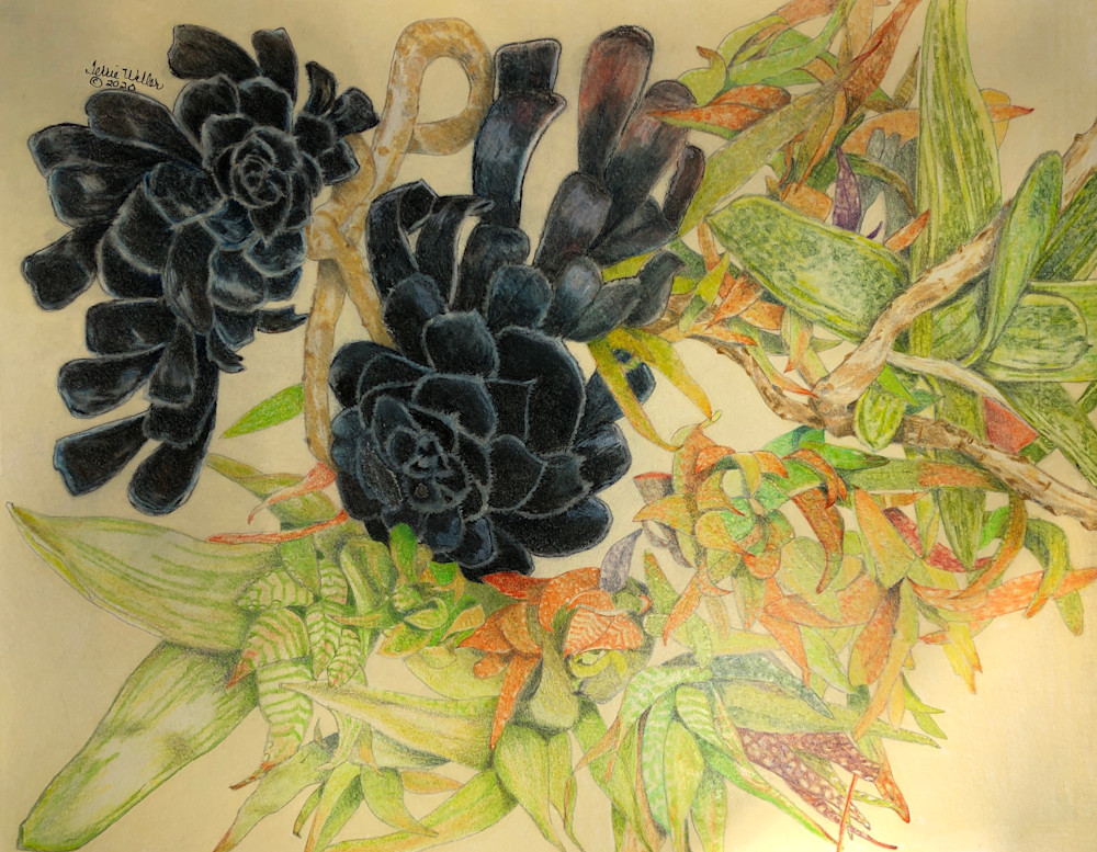 Margie's Black Succulents Art | Fine Art by Terrie D