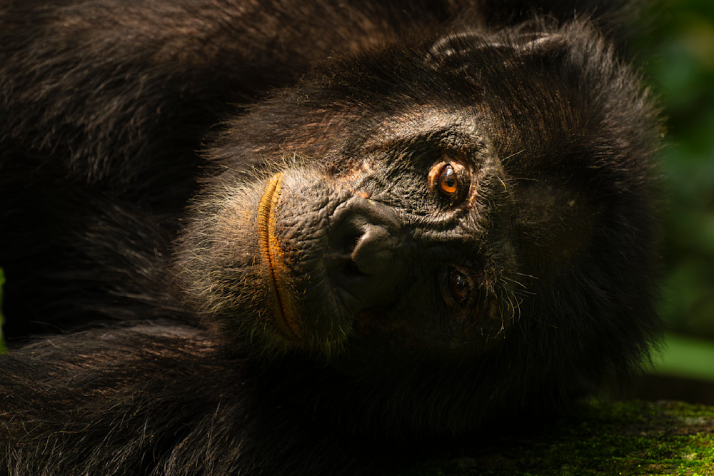 Chimpanzee Resting On A Log Photography Art | Shabbir J Photography