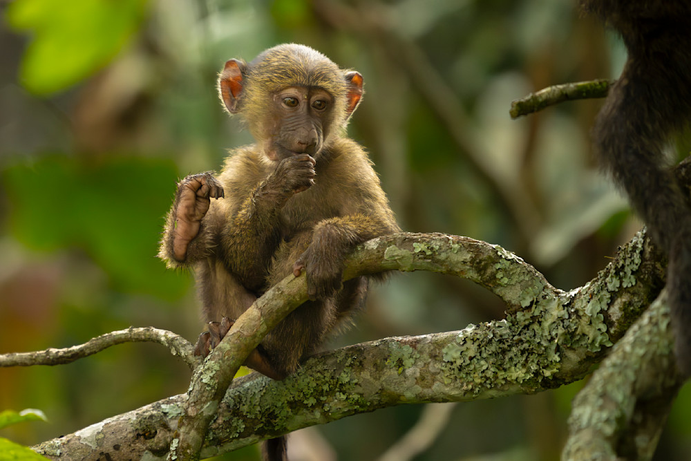 Baby Baboon Photography Art | Shabbir J Photography