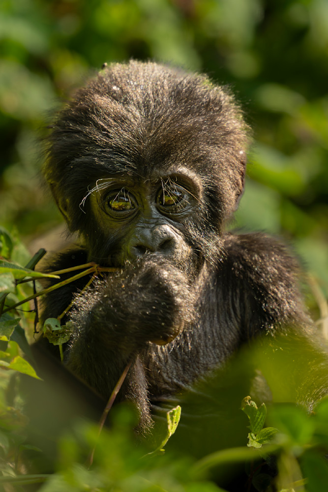 Curious Baby Gorilla Photography Art | Shabbir J Photography