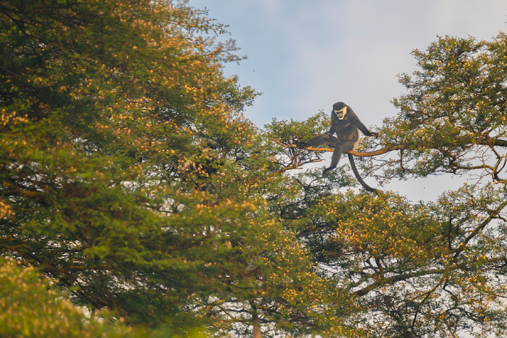 Black And White Colobus Monkey Photography Art | Shabbir J Photography