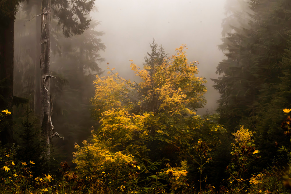 "Golden Embrace" reveals a moment where nature's warmth pierces through the mist, illuminating a vibrant tree amidst a tranquil forest. The interplay of golden hues against the soft, enveloping fog evokes a sense of serenity and connection. This pie
